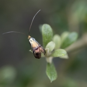 Nemophora (genus) at Michelago, NSW - 28 Dec 2017 05:16 PM