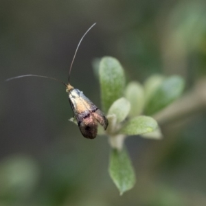 Nemophora (genus) at Michelago, NSW - 28 Dec 2017