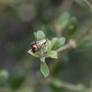 Nemophora (genus) at Michelago, NSW - 28 Dec 2017 05:16 PM