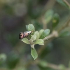 Nemophora (genus) at Michelago, NSW - 28 Dec 2017