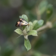 Nemophora (genus) at Michelago, NSW - 28 Dec 2017 05:16 PM