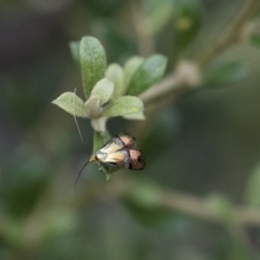 Nemophora (genus) at Michelago, NSW - 28 Dec 2017