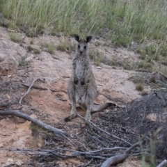 Macropus giganteus (Eastern Grey Kangaroo) at Illilanga & Baroona - 7 Jan 2018 by Illilanga