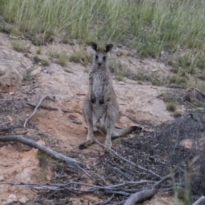 Macropus giganteus at Michelago, NSW - 7 Jan 2018