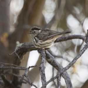 Pyrrholaemus sagittatus at Michelago, NSW - 13 Sep 2017 04:57 PM