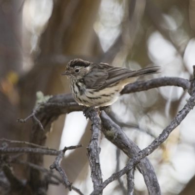 Pyrrholaemus sagittatus (Speckled Warbler) at Michelago, NSW - 13 Sep 2017 by Illilanga