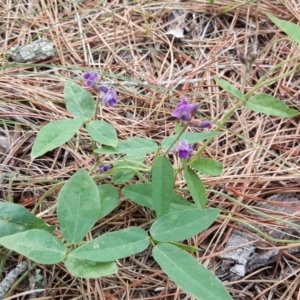 Glycine tabacina at Isaacs, ACT - 12 Jan 2018