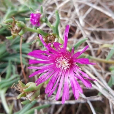 Carpobrotus aequilaterus (Angled Pigface) at Isaacs Ridge and Nearby - 13 Jan 2018 by Mike