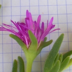 Carpobrotus aequilaterus at Isaacs, ACT - 13 Jan 2018 12:02 PM