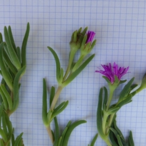 Carpobrotus aequilaterus at Isaacs, ACT - 13 Jan 2018 12:02 PM