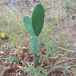 Opuntia stricta at Isaacs, ACT - 12 Jan 2018