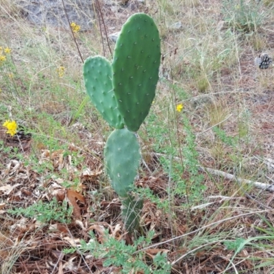 Opuntia stricta (Common Prickly Pear) at Isaacs Ridge and Nearby - 11 Jan 2018 by Mike
