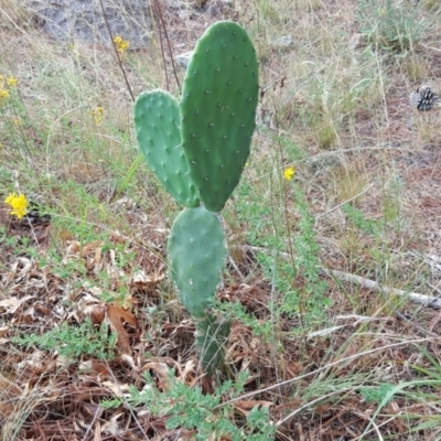 Opuntia stricta (Common Prickly Pear) at Isaacs, ACT - 12 Jan 2018 by Mike