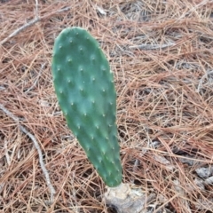 Opuntia stricta at Isaacs, ACT - 12 Jan 2018