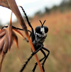 Apothechyla sp. (genus) (Robber fly) at Mount Painter - 11 Jan 2018 by CathB