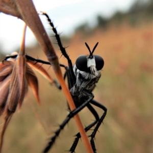 Apothechyla sp. (genus) at Belconnen, ACT - 12 Jan 2018 08:05 AM