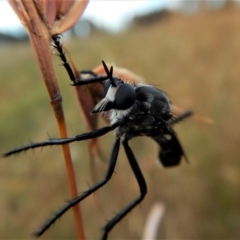 Apothechyla sp. (genus) at Belconnen, ACT - 12 Jan 2018 08:05 AM