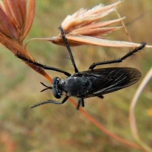 Apothechyla sp. (genus) at Belconnen, ACT - 12 Jan 2018 08:05 AM