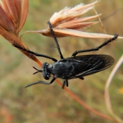 Apothechyla sp. (genus) at Belconnen, ACT - 12 Jan 2018