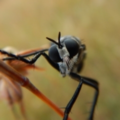 Apothechyla sp. (genus) at Belconnen, ACT - 12 Jan 2018