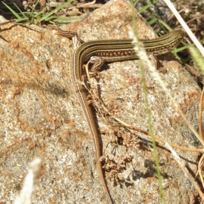 Ctenotus robustus (Robust Striped-skink) at Stromlo, ACT - 12 Jan 2018 by JohnBundock