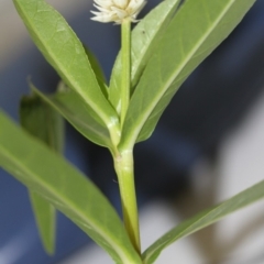 Alternanthera philoxeroides (Alligator Weed) at Tidbinbilla Nature Reserve - 11 Jan 2018 by ACTBioSecurity