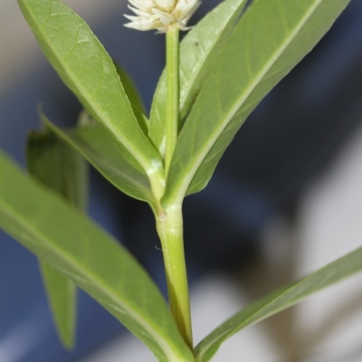 Alternanthera philoxeroides (Alligator Weed) at Tharwa, ACT - 12 Jan 2018 by ACTBioSecurity