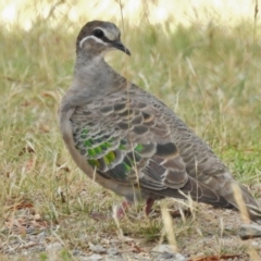Phaps chalcoptera (Common Bronzewing) at Stromlo, ACT - 12 Jan 2018 by JohnBundock