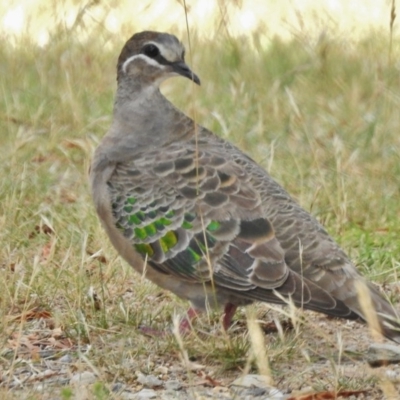 Phaps chalcoptera (Common Bronzewing) at Stromlo, ACT - 12 Jan 2018 by JohnBundock