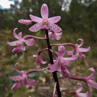 Dipodium roseum (Rosy Hyacinth Orchid) at Gibraltar Pines - 11 Jan 2018 by JohnBundock