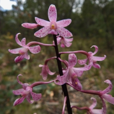 Dipodium roseum (Rosy Hyacinth Orchid) at Paddys River, ACT - 12 Jan 2018 by JohnBundock