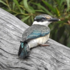Todiramphus sanctus (Sacred Kingfisher) at Paddys River, ACT - 12 Jan 2018 by JohnBundock