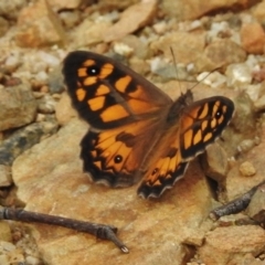 Geitoneura klugii (Marbled Xenica) at Gibraltar Pines - 11 Jan 2018 by JohnBundock