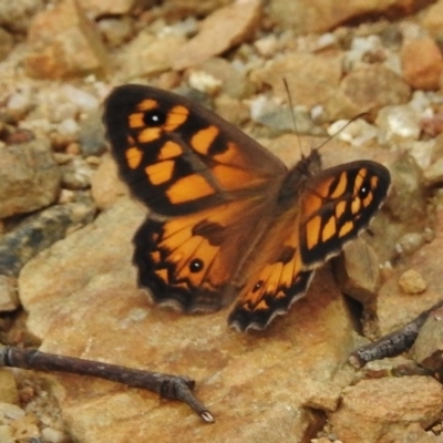 Geitoneura klugii (Marbled Xenica) at Paddys River, ACT - 12 Jan 2018 by JohnBundock