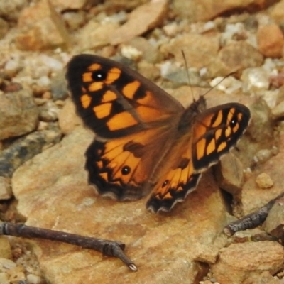 Geitoneura klugii (Marbled Xenica) at Paddys River, ACT - 11 Jan 2018 by JohnBundock