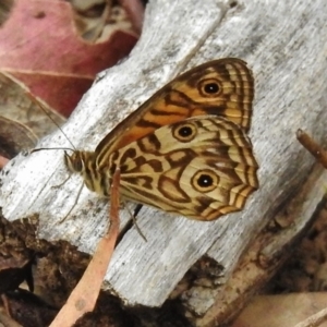 Geitoneura acantha at Paddys River, ACT - 12 Jan 2018