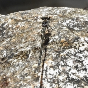 Austroargiolestes icteromelas at Paddys River, ACT - 10 Jan 2018