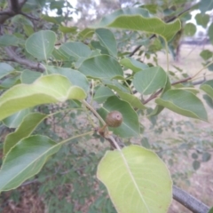 Pyrus ussuriensis (Manchurian Pear) at Calwell, ACT - 12 Jan 2018 by MichaelMulvaney