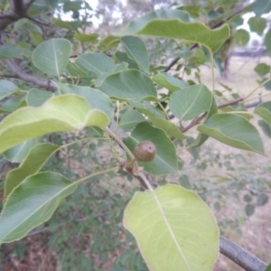 Pyrus ussuriensis at Calwell, ACT - 12 Jan 2018