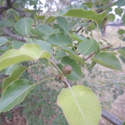 Pyrus ussuriensis (Manchurian Pear) at Calwell, ACT - 12 Jan 2018 by MichaelMulvaney