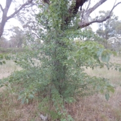 Pyrus ussuriensis at Calwell, ACT - 12 Jan 2018