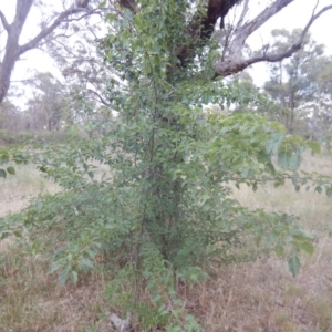 Pyrus ussuriensis at Calwell, ACT - 12 Jan 2018