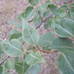 Pyrus ussuriensis at Calwell, ACT - 12 Jan 2018