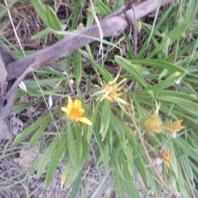 Gazania rigens (Treasure Flower) at Calwell, ACT - 12 Jan 2018 by MichaelMulvaney