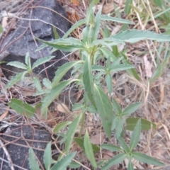 Euphorbia davidii (David's Spurge) at Jerrabomberra, ACT - 11 Jan 2018 by MichaelMulvaney