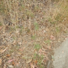 Euphorbia davidii at Jerrabomberra, ACT - 12 Jan 2018 08:03 AM