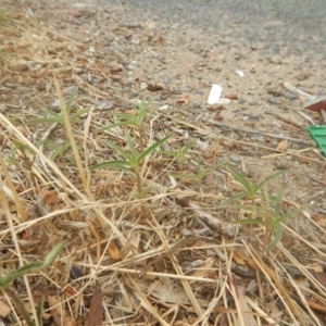 Euphorbia davidii at Jerrabomberra, ACT - 12 Jan 2018
