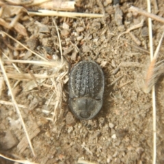 Helea ovata (Pie-dish beetle) at Jerrabomberra, ACT - 12 Jan 2018 by MichaelMulvaney