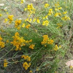 Chrysocephalum semipapposum (Clustered Everlasting) at Jerrabomberra Grassland - 11 Jan 2018 by nath_kay