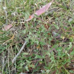 Einadia nutans (Climbing Saltbush) at Hume, ACT - 11 Jan 2018 by nath_kay